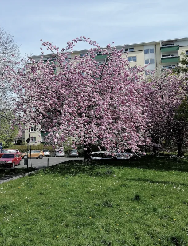 Blühender Kirschbaum vor dem Mo's Café am Eckenerplatz in Kiel-Holtenau